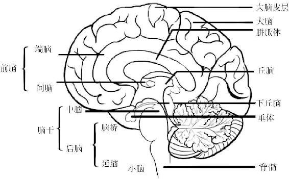 第3章 脑科学：“最强大脑”来袭